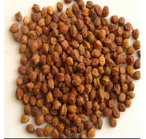 Chana