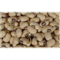 Chora (Lobia)