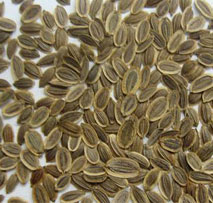 Suva (Dil Seeds)