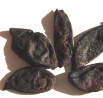 Kokam (Garcinia indica)