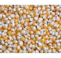 Makai (Maize)
