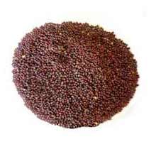 Mustard (Rai)