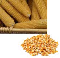 Popping Corn (Popcorn Maize)