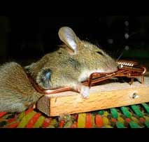 Rodent Control