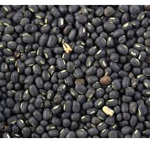 Urad