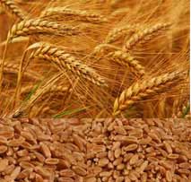 Wheat (Gehu)