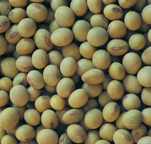 Soyabean 