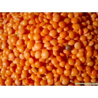 Masoor Dal Premium