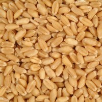 Premium Sirohi Sarbati  Wheat