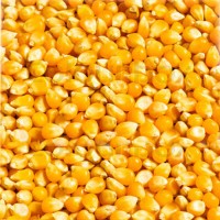 Corn Best