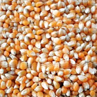 Corn Super