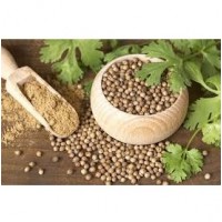 Coriander (Dhana)