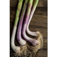 Green  Garlic (Lilu Lasan)