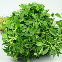 Methi