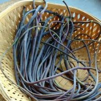 Mogri (Snake Gourd)