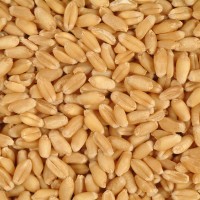 Premium Sarbati Wheat
