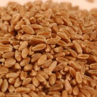 Rajwadi Wheat