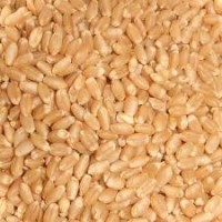 Lagan Best Rajwadi Wheat