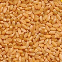 Super Sarbati Wheat