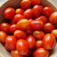 Tomato Regular