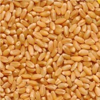 Best Sarbati Wheat