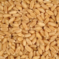 Premium Sirohi Sarbati  Wheat