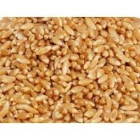 Best Bhalia Wheat