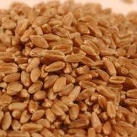 Super Bhalia Wheat