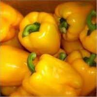 Yellow Capsicum