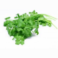 Coriander (Dhana)