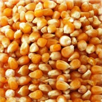 Corn Premium