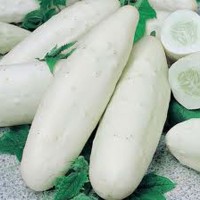 White Cucumber (Kheera)