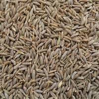 Jeera (Cumin)