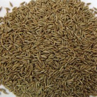 Jeera (Cumin)