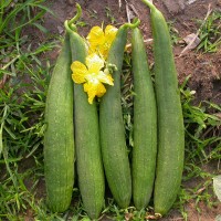 Galka
