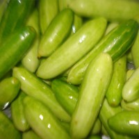 Ivy Gourd (Tindola)