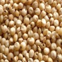 Juwar premium