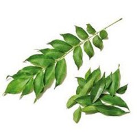 Kadipatta