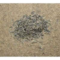 Black Cummin Jeeri (Kali Jeeri) Powder