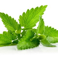 Mint (Pudina)