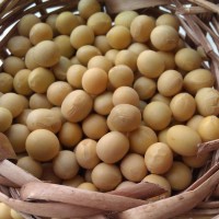 Organic Soyabean
