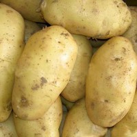 Organic Potato