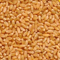 Best Sirohi Sarbati Wheat