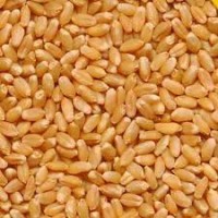 Super Sirohi Sarbati Wheat