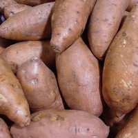 Sweet Potato (Shakkariya)