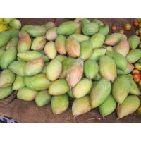 Totapuri Mango