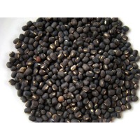 Urad Best